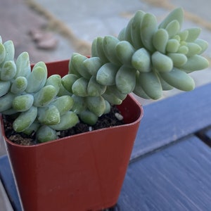 May include: A potted succulent plant, featuring cascading stems of plump, pale green leaves. The plant is in a small, square, reddish-brown plastic pot. The leaves have a smooth texture and a slight bluish-green hue.