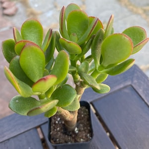 May include: A small potted jade plant with vibrant green, rounded leaves edged in red. The succulent is in a square black plastic pot, sitting on a dark wooden surface. The plant's trunk is a light brown color.