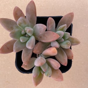 May include: Overhead view of a succulent plant in a black plastic pot. The plant features fleshy, oval-shaped leaves in shades of green, pink, and brown. The leaves are arranged in a rosette pattern, creating a visually appealing arrangement.