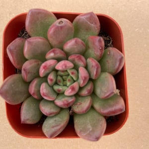 Könnte beinhalten: Eine Sukkulentenpflanze mit fleischigen, abgerundeten Blättern in Grün- und Rot-Violett-Tönen, die in einem Rosettenmuster angeordnet sind. Die Pflanze befindet sich in einem kleinen, quadratischen, rotbraunen Behälter.