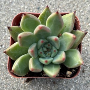 May include: A small succulent plant in a square brown pot. The plant has thick, green leaves with reddish tips. The leaves are arranged in a rosette pattern. The plant is sitting on a gray, textured surface.