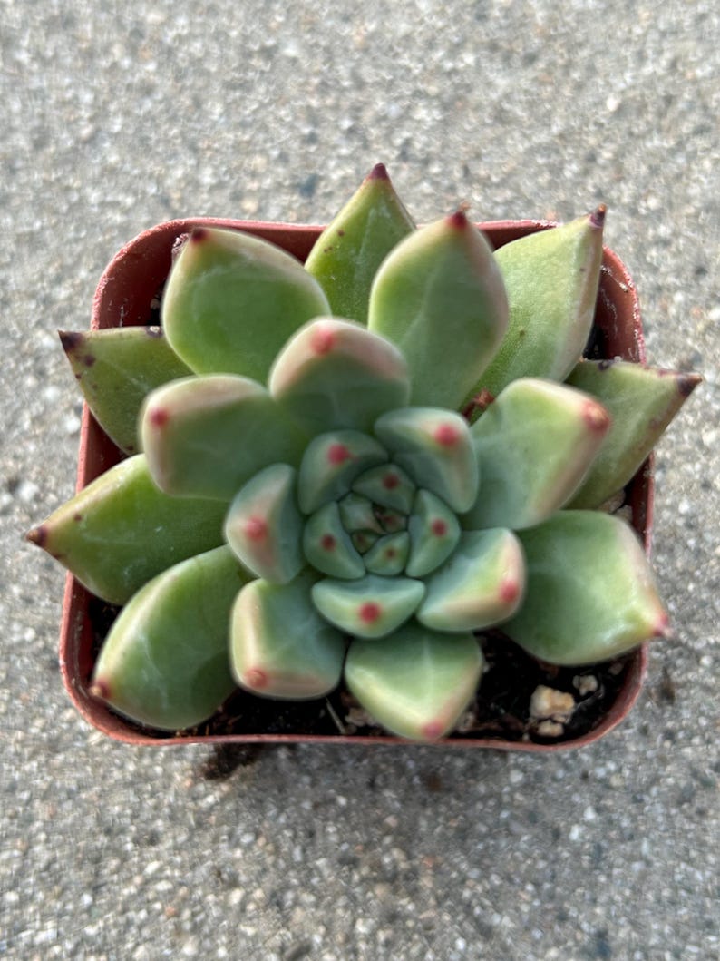 May include: A small succulent plant in a square brown pot. The plant has thick, green leaves with reddish tips. The leaves are arranged in a rosette pattern. The plant is sitting on a gray, textured surface.