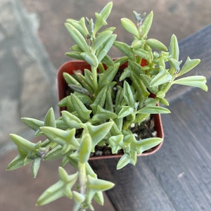 May include: A small, potted succulent plant with light green, dolphin-shaped leaves. The plant is in a square, brown plastic pot. The leaves have a unique shape, and some stems have small, purple buds. The plant sits on a wooden surface.