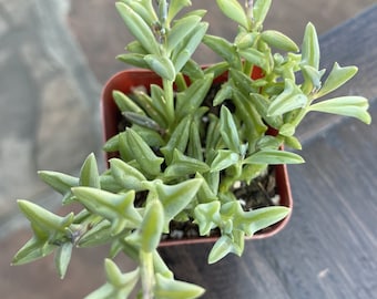 2" String of Dolphin by THE SUCCULENT KISS.