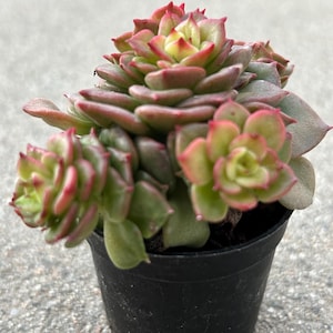 May include: A vibrant succulent plant with green and red-tipped leaves, potted in a small black plastic container. The plant's leaves form a rosette shape, showcasing a gradient of colors. The background is a textured gray surface.