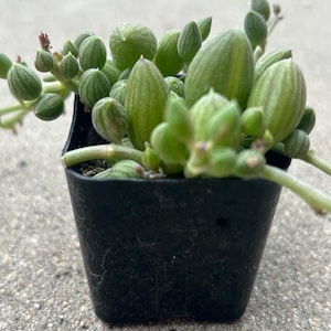 May include: A small, black square pot filled with a String of Tears succulent plant. The plant features vibrant green, tear-shaped leaves and stems. The plant is in a black plastic pot, ready for display or transplanting.