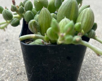 String of watermelon