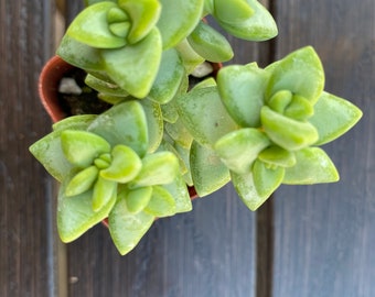 Crassula Rupestris with 2” pot