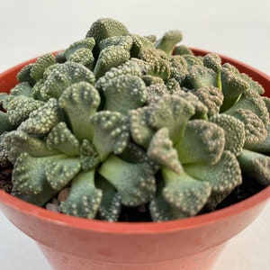 Live plant Titanopsis Calarea 画像 2