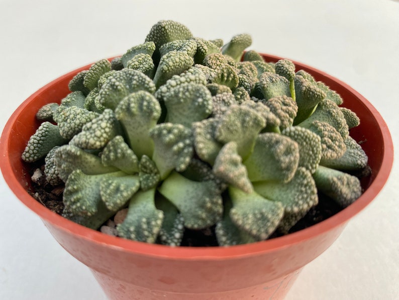 Live plant Titanopsis Calarea 画像 2