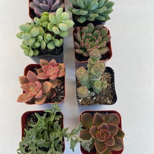 May include: An assortment of potted succulents in small square containers. The succulents display a variety of colors, including green, purple, and reddish-brown. The arrangement is set against a plain white background, showcasing the diverse textures and shapes of the plants.