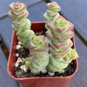 May include: A small, square, brown plastic pot holds several Crassula plants. The succulent plants have stacked, rounded, light green leaves with red edges. The plants are in soil with small white pebbles.