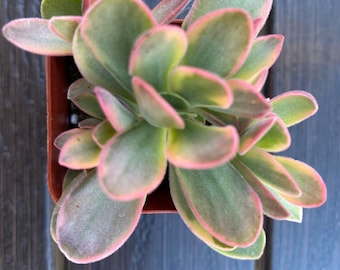Crassula atropurpurea va. Muirii variegated/ money maker