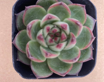 Echeveria 'Piedra Luna'