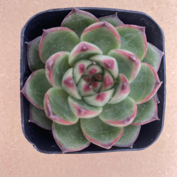 Echeveria ‘Moon Stone’