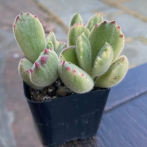 May include: A small, potted succulent plant with fuzzy, light green leaves. The tips of the leaves have small, pinkish-red accents. The plant is in a black plastic pot, and the background is a blurred outdoor setting.