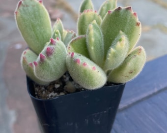 Cotyledon Tomentosa- Variegated Bear's Paw 2"pot By THE SUCCULENT KISS.