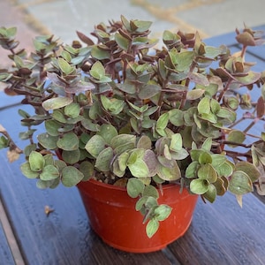 Fully Rooted Callisia Repens Sedum 'turtle Vine' in 4'' Pot With Soil ...