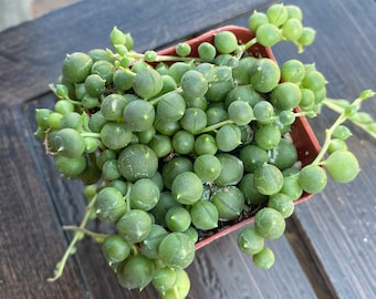 Beautiful 2'' pot  String of pearl by THE SUCCULENT KISS.