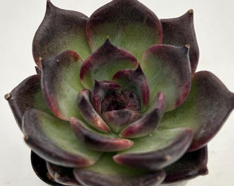Black Swan Succulent Plant – Live Echeveria, Home Office Decor