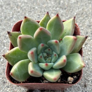 May include: A small succulent plant in a square brown pot. The plant has light green leaves with red tips. The leaves are arranged in a rosette pattern. The plant is sitting on a gray surface.