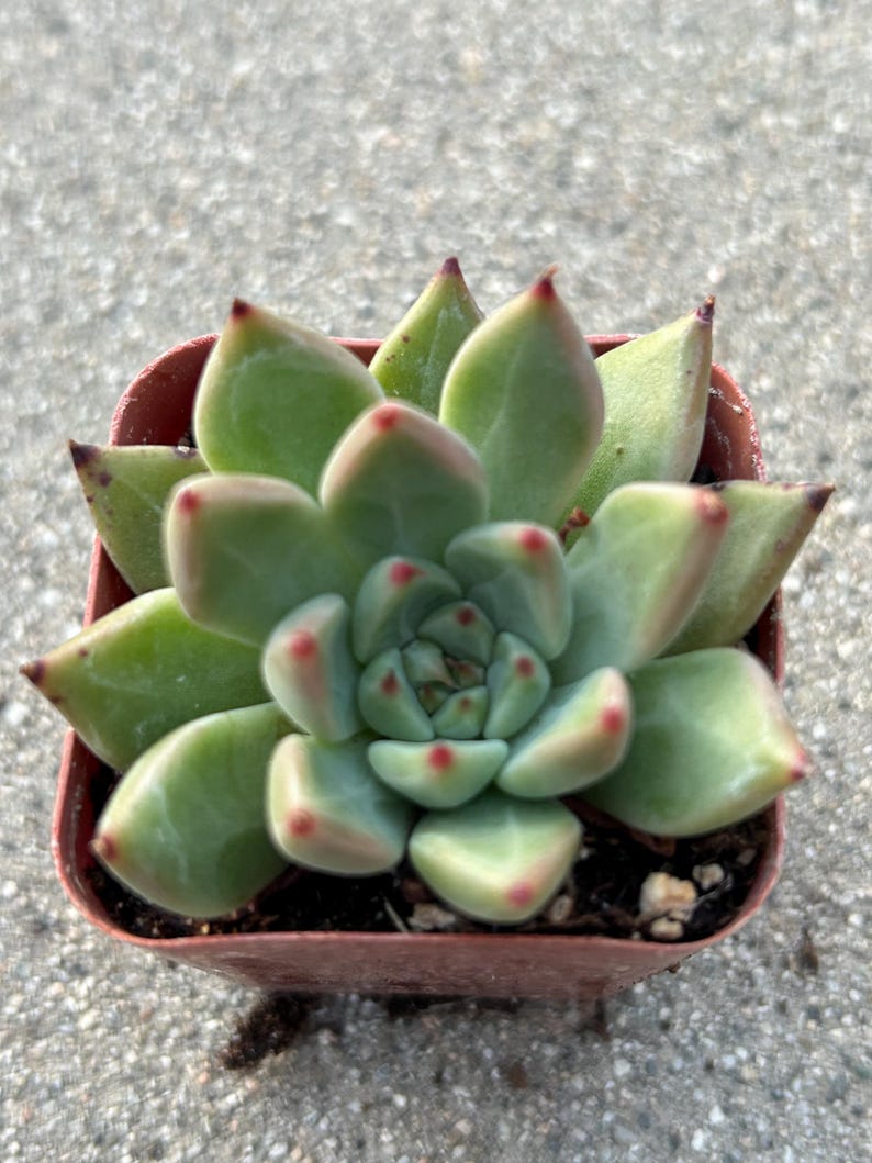 May include: A small succulent plant in a square brown pot. The plant has light green leaves with red tips. The leaves are arranged in a rosette pattern. The plant is sitting on a gray surface.