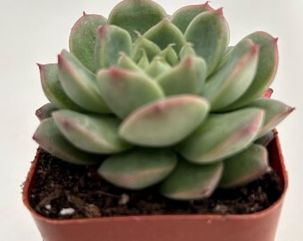 Reina de la Echeveria Tosca