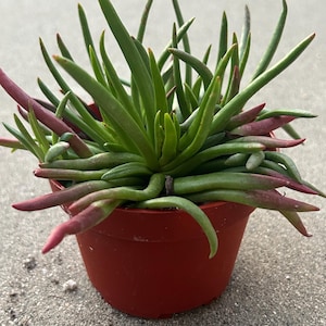 May include: A potted succulent plant with long, green, cylindrical leaves and reddish-purple tips. The plant is in a small, round, red plastic pot, set against a neutral gray background. The plant's leaves are densely packed.