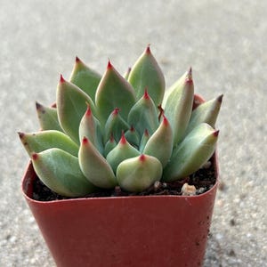 Echeveria Magic Treasure image 8