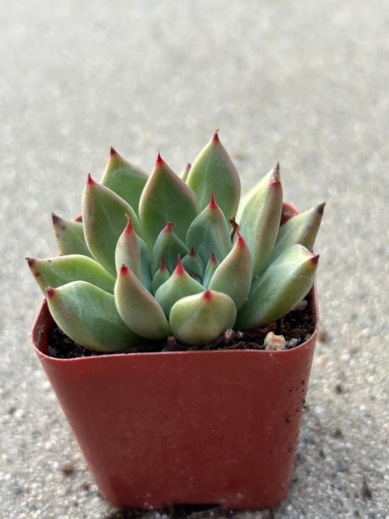Echeveria Magic Treasure image 8