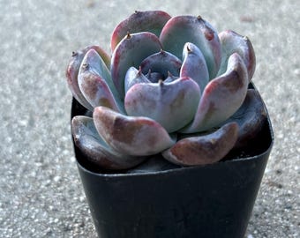Echeveria negra naranja
