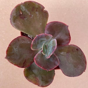 Puede incluir: Vista superior de una planta suculenta en una maceta marrón pequeña. La planta tiene hojas grandes y redondeadas con un tono burdeos oscuro y bordes rojos. Las hojas centrales son de un verde más claro con acentos rosados.