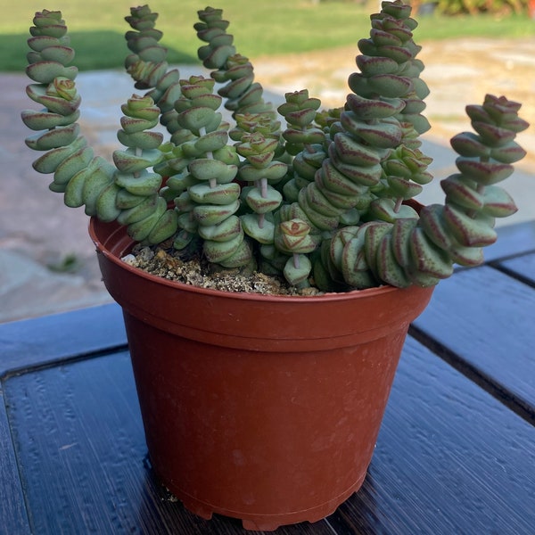 Fully rooted Crassula 'baby's necklace 4'' live succulents plats by THE SUCCULENT KISS