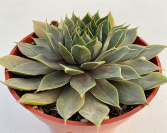 Live plant 4” pot Sempervivum “grey lady by the succulent kiss