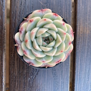 May include: A top-down view of a succulent plant in a black pot. The succulent has pale green leaves with red tips, arranged in a rosette pattern. The plant sits on a dark wooden surface.