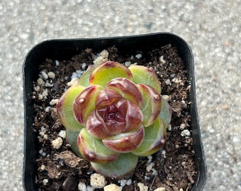 Echeveria Evil Eye