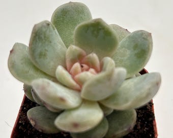 Echeveria Rainsong-vetplant – levend gewortelde plant voor kantoordecoratie