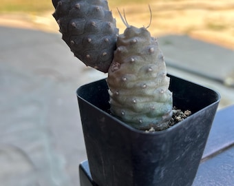 Tephrocactus articulates Var, inertia/pine cone cactus