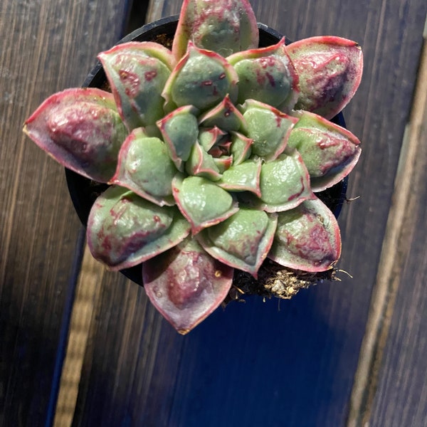 Echeveria Rasima Raindrop 2”