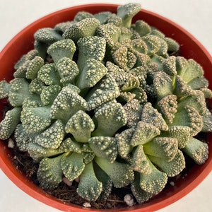 Live plant Titanopsis Calarea 画像 4