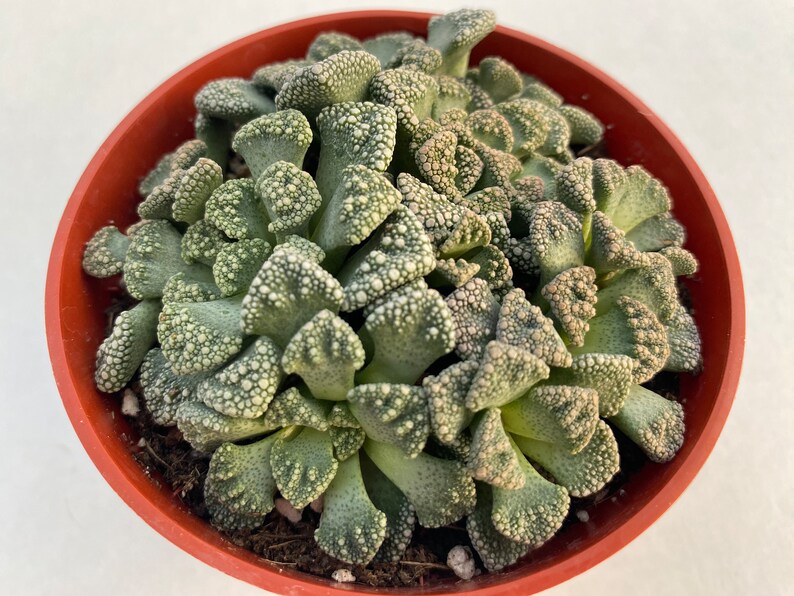 Live plant Titanopsis Calarea 画像 4