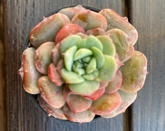 Echeveria Lovely Bear. 2” pot