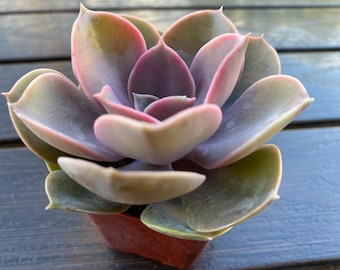 Echeveria aperle Von Nurnberg in 2” pot