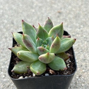 May include: A small succulent plant in a square black pot. The plant has green leaves with reddish tips and spots. The pot is filled with soil and small white pebbles. The background is a blurred gray concrete surface.