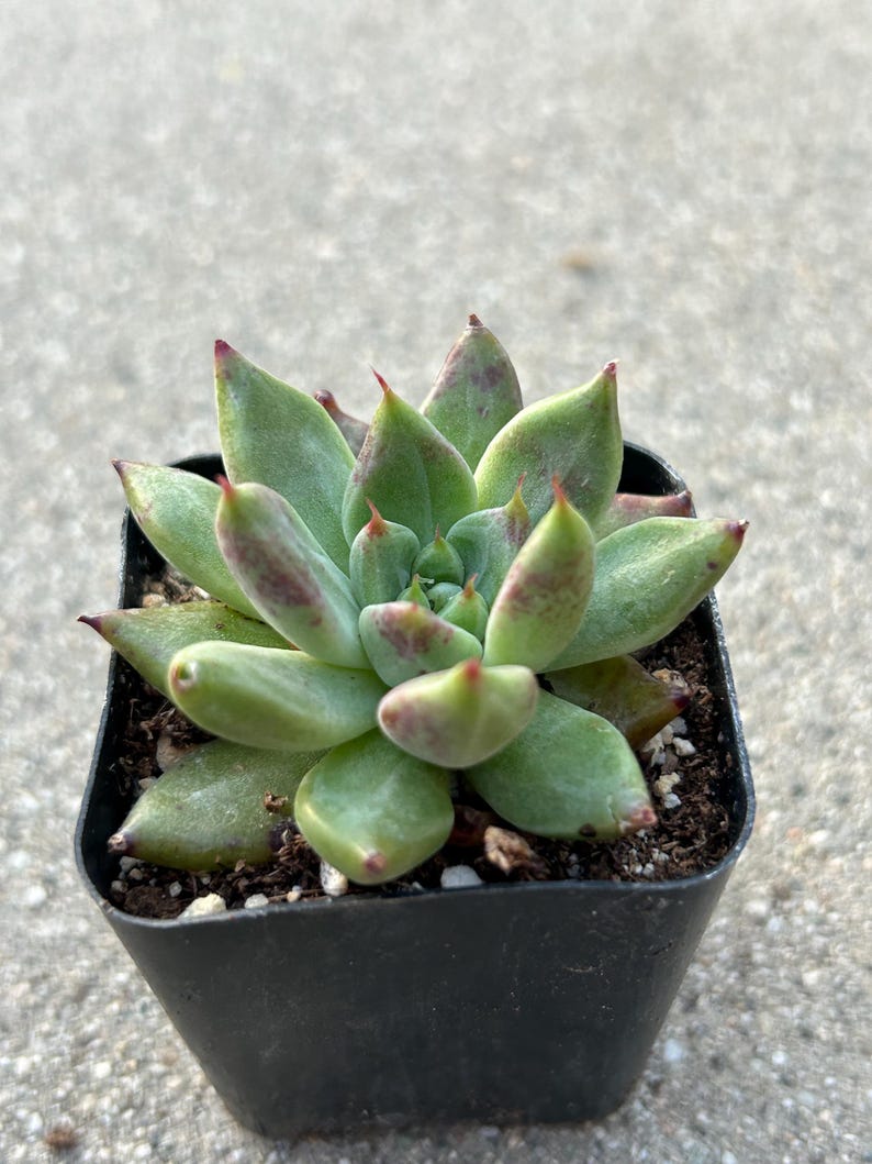 May include: A small succulent plant in a square black pot. The plant has green leaves with reddish tips and spots. The pot is filled with soil and small white pebbles. The background is a blurred gray concrete surface.