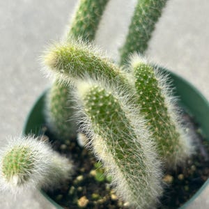 May include: Close-up of a green cactus plant with white, fuzzy spines. The cactus is in a small, green plastic pot. The plant has multiple stems with a cylindrical shape. The background is a light gray concrete surface.