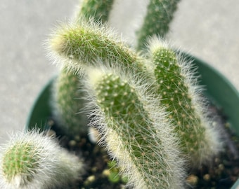 Mini monkey tail cactus