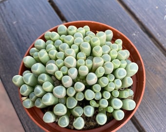 Fully Rooted 'baby toes' Fenestraria Rhopalopaphylla in 4'' pot with soil live succulents plants by the succulent kiss