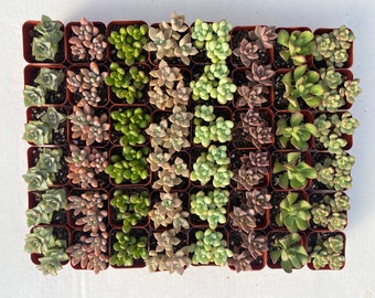 48 pots with 8 Assorted by the succulent kiss