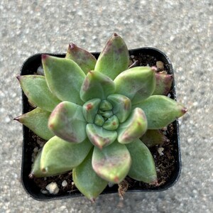 May include: A small succulent plant in a square black plastic pot. The plant has green leaves with reddish-purple tips and edges. The leaves are arranged in a rosette pattern. The plant sits on a gray concrete surface.